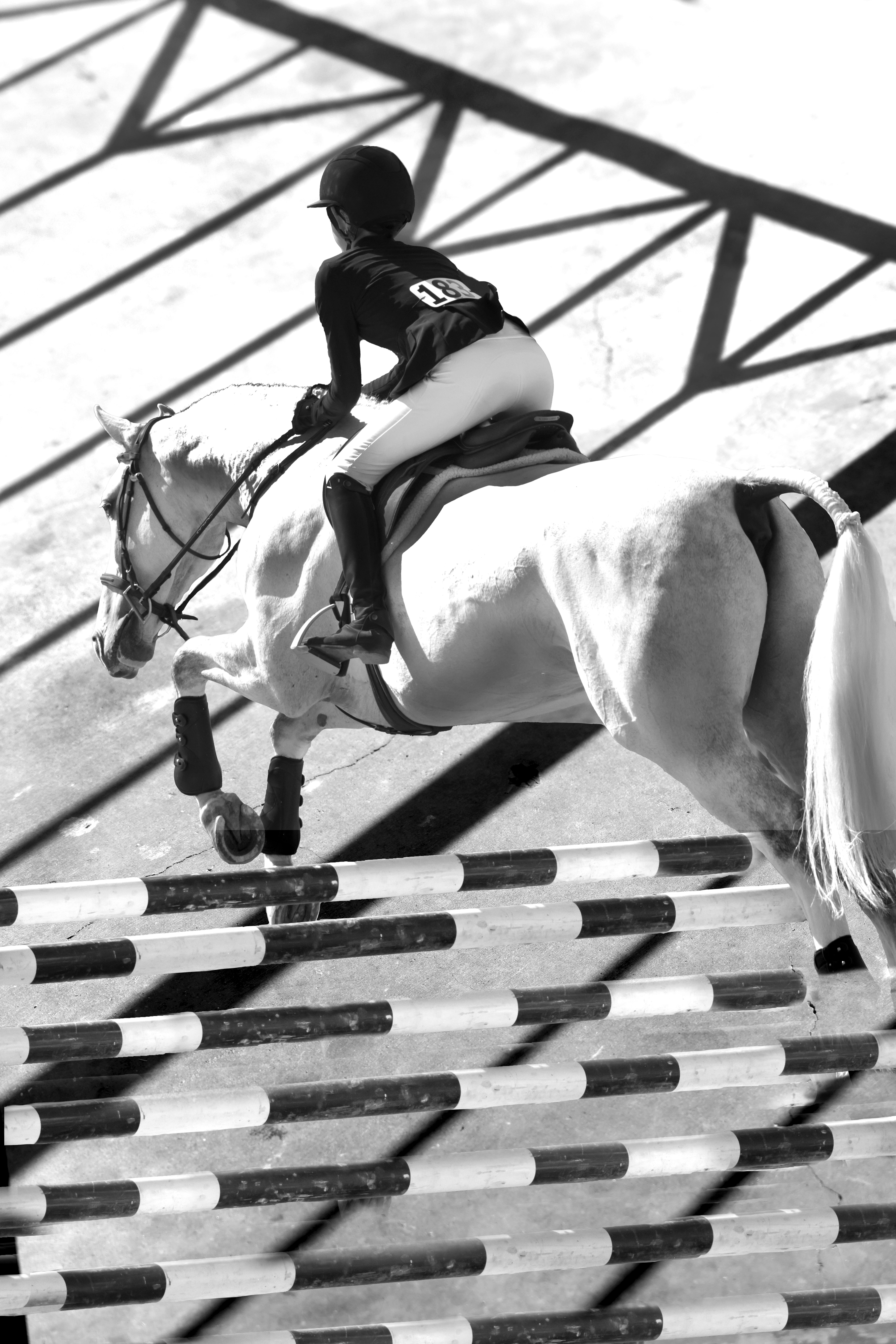 Horse jumping over graphic background