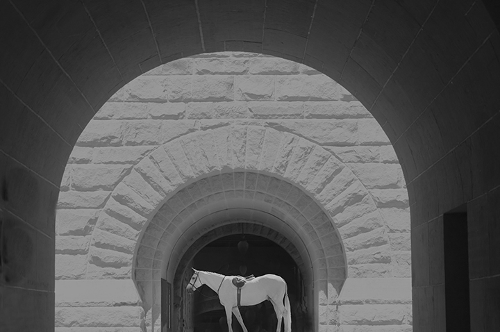 White horse profile with abstract background
