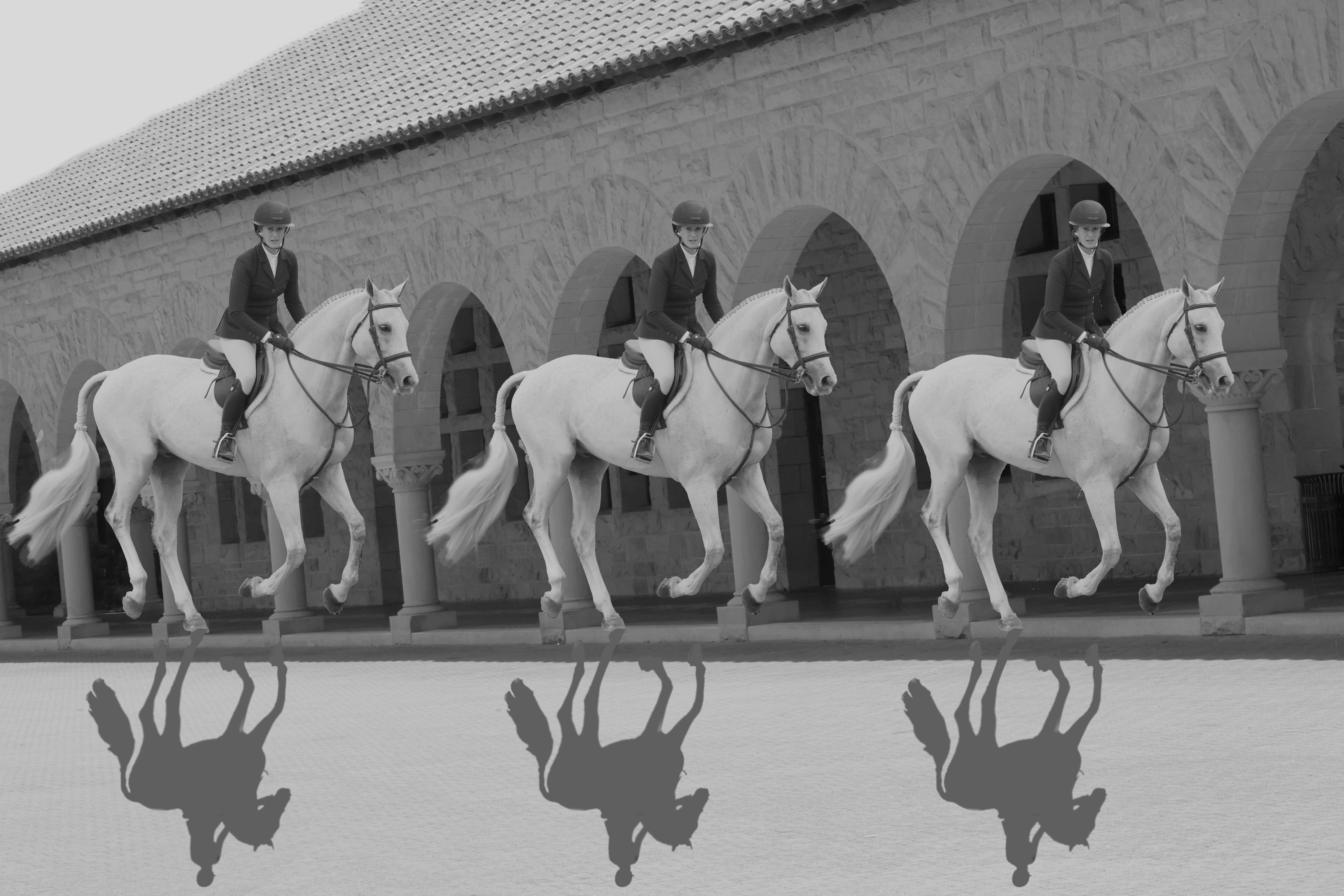 Three white horses with shadows amid arches